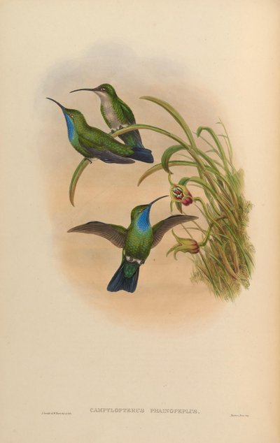 Campylopterus phainopeplus by John Gould